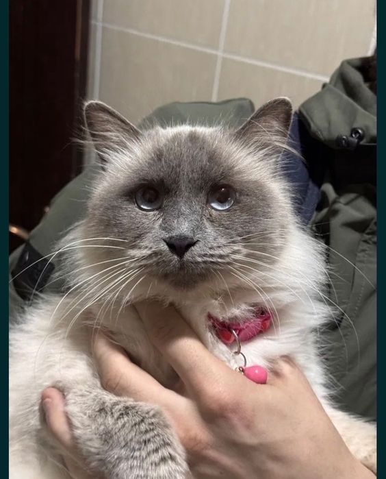 Кошечка бесплатно даром