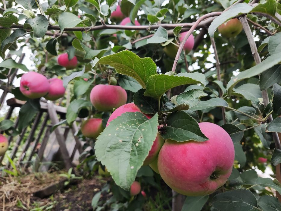 Продам дачу с баней в  СТ  Борки