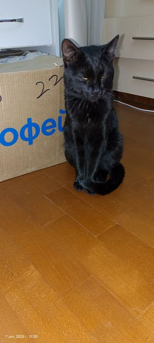 Отдам котика в добрые руки