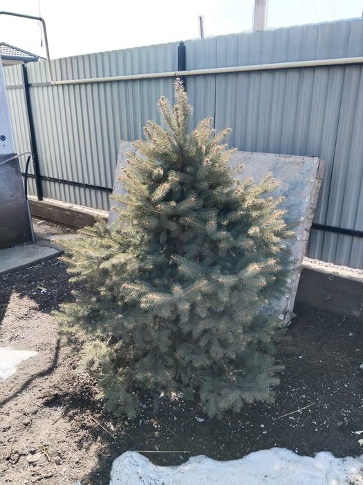 Продам ели ели ели