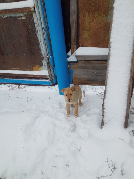 Отдам в добрые руки