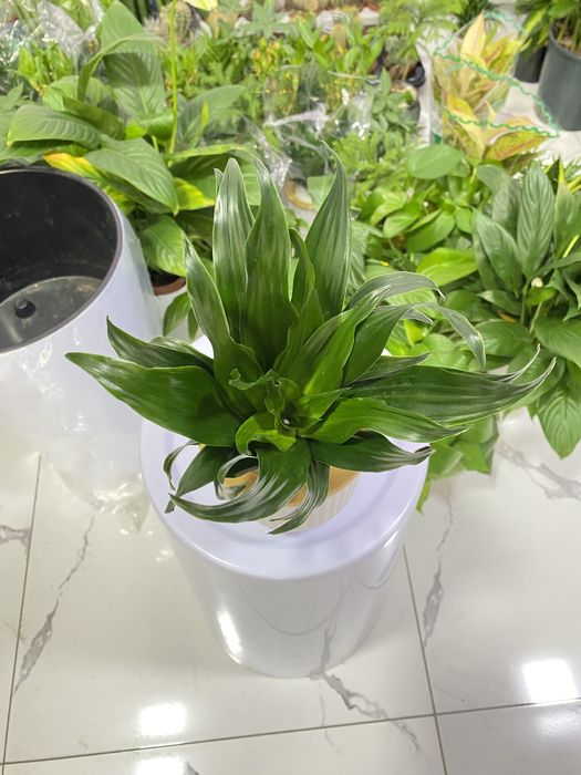 Цветы для дома и офиса. В скидочных ценах