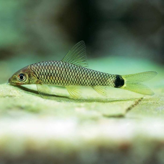 Аквариумная рыбка  "Бородоед"