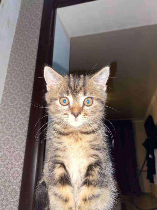 Продам котят породистых