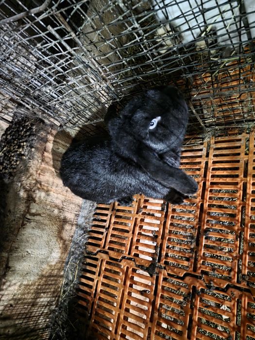 Iepuri berbec german