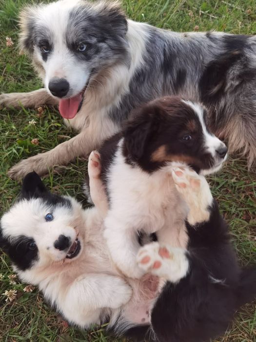 Pui Border Collie