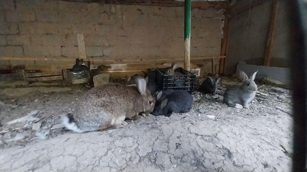 Quyon bollari sotiladi