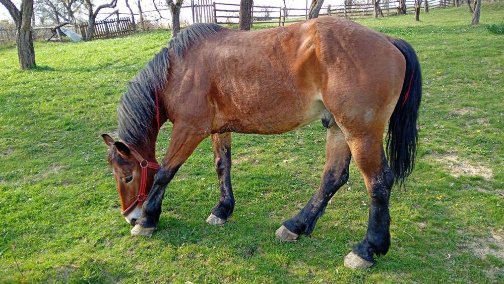 Cînd sau schimb cal de 9 ani garantat sută la sută preferat cu o iapa
