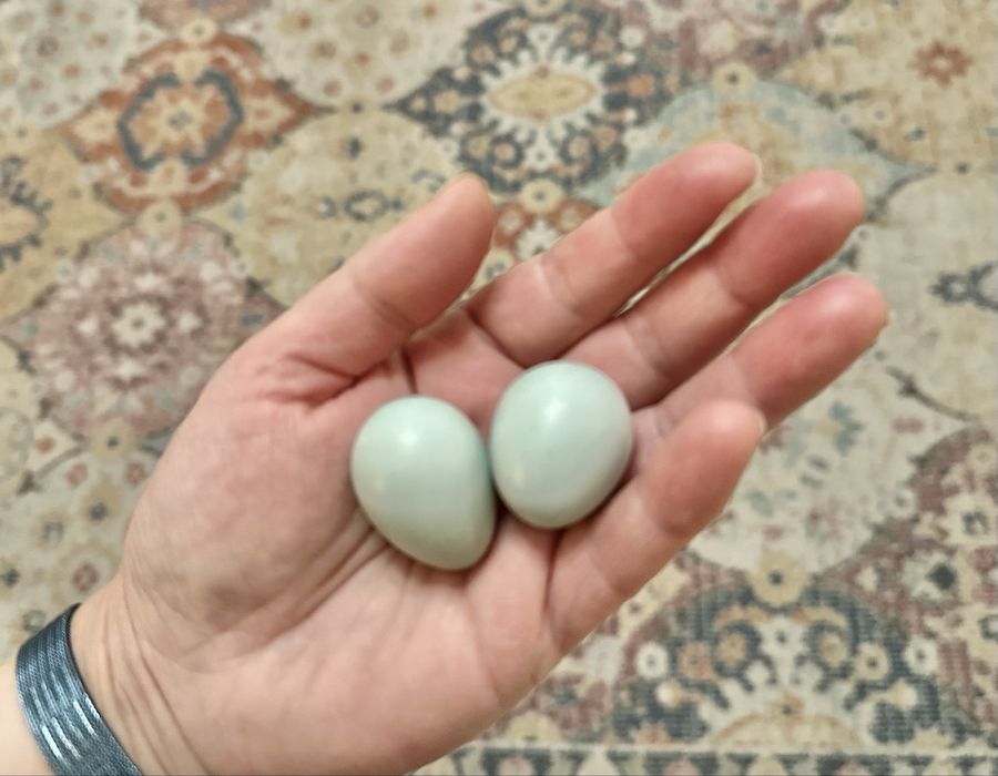 Oua incubat prepelite Celadon