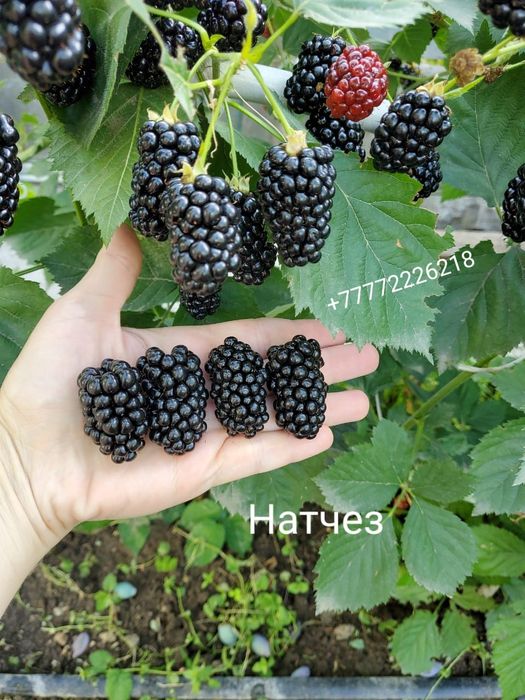 Саженцы чёрной смородины.