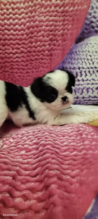 Девочка японского хина.