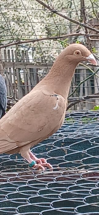 Pereche porumbei stil vechi