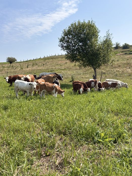 Vacii de vanzare