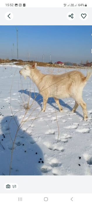 Козёл  Альпийский 90%