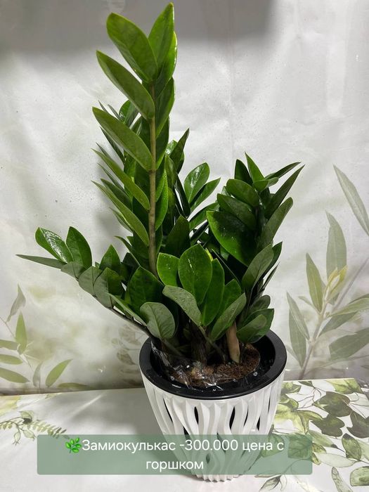 Сансевиерия и др растения