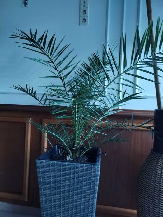 Финикова палма 100-120 см висока