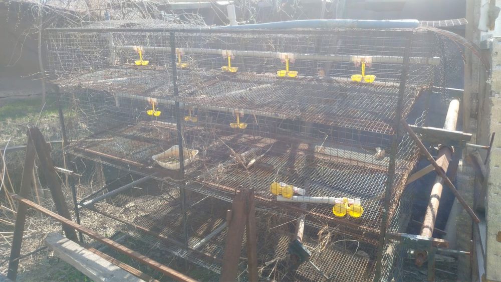 Клетка для перепелок для цыплят