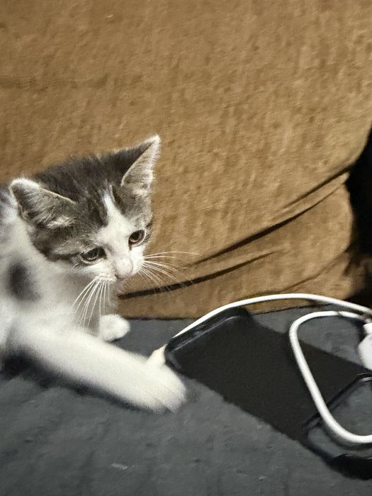 Котята отдам в добрые руки