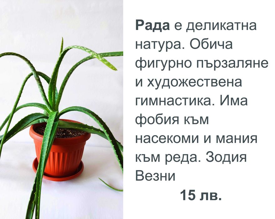 Алое Вера с характер