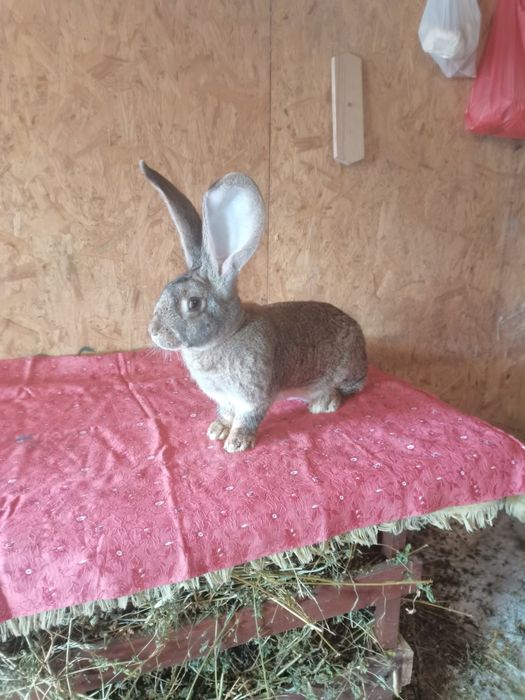 Femela urias german gri  montată