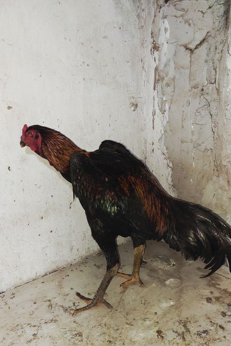 Дакан. Бойцовский петух