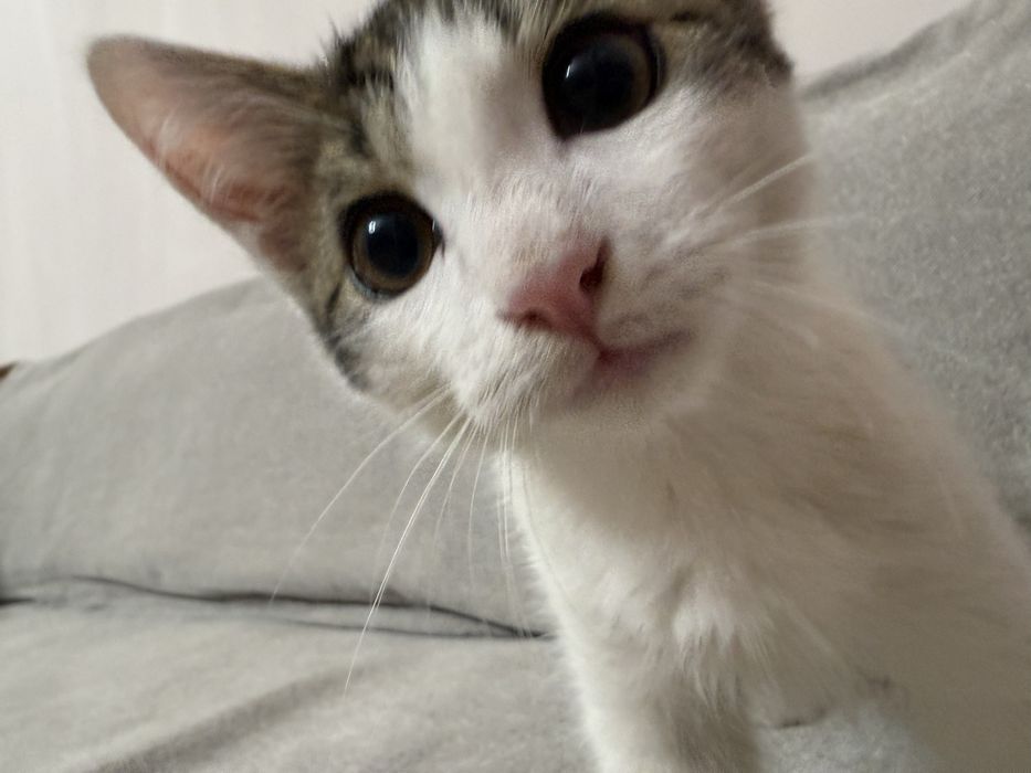 Котенок Мальчик