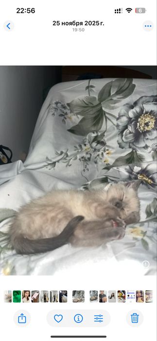 Кот дадим в хорошие руки