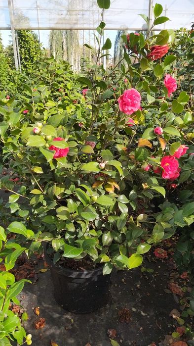 Trandafiri de toate culorile