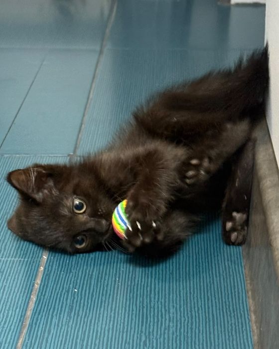Котенок ищет дом !