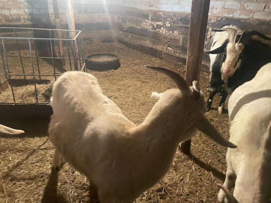 Продам козел молочный