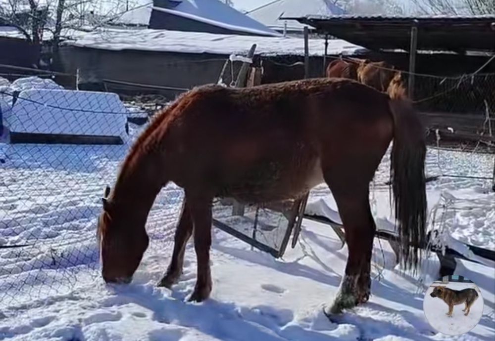 Семиз кунан сатылады