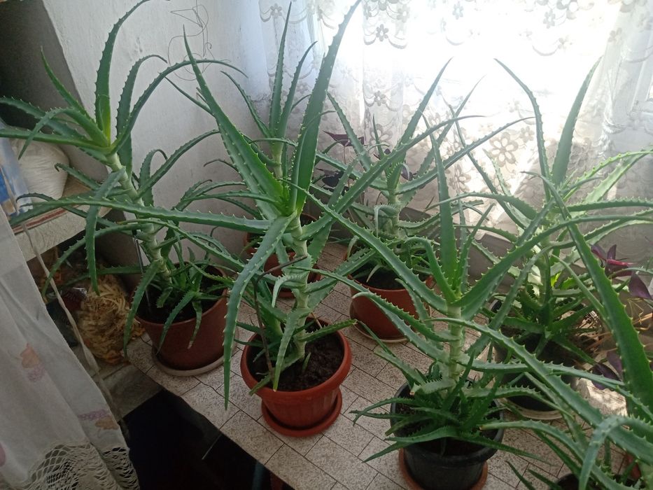 Продам      алоэ