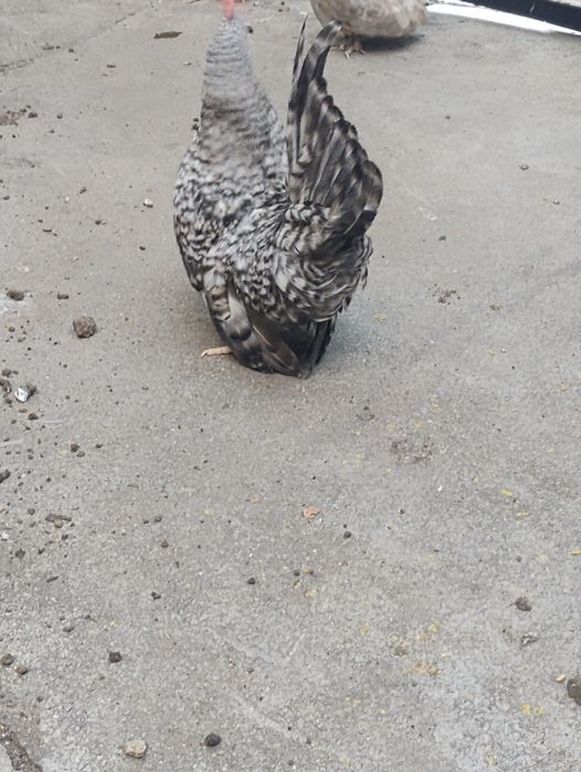 Cocoșel chabo barat
