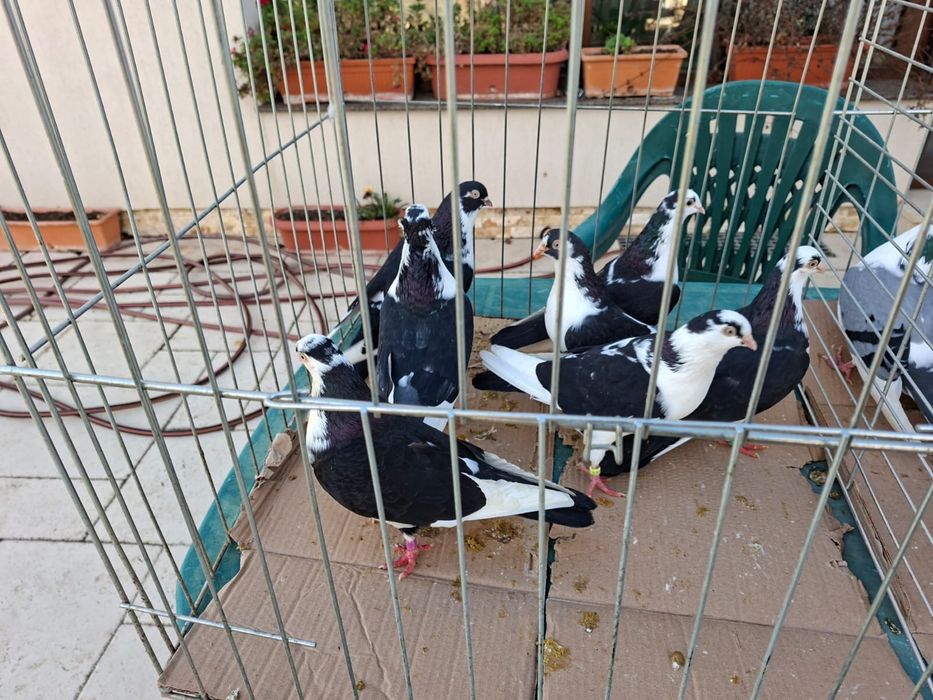 Vand porumbei voiajori capaciti si jucatori de Galati