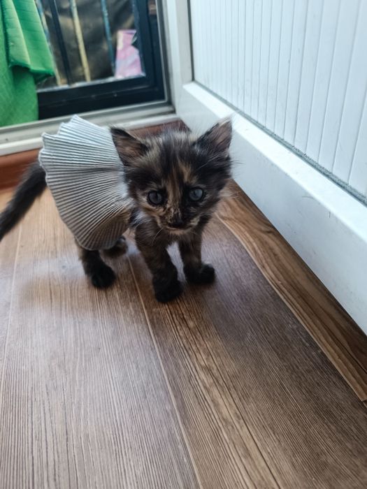 Котенок девочка.