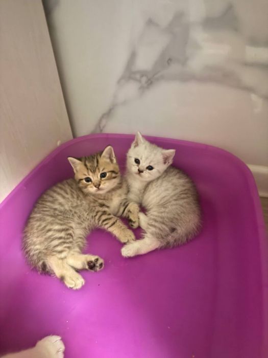 Шиншила  котенок мальчик