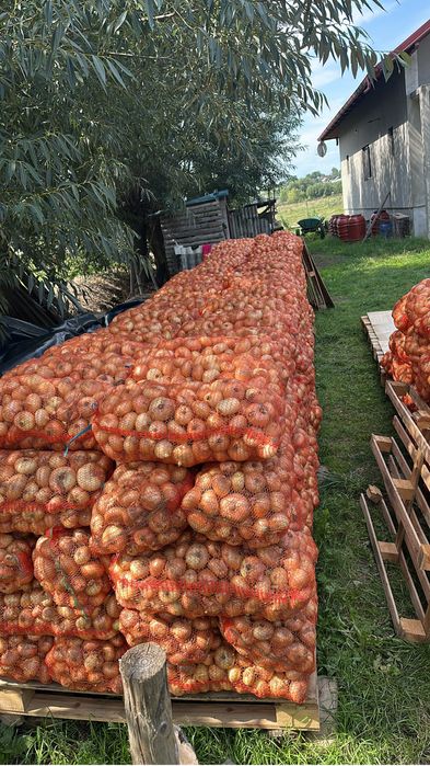 Vand cantitatea de 10 tone Ceapa plata