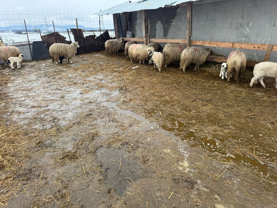 Ou cu mieluțe de vanzare!