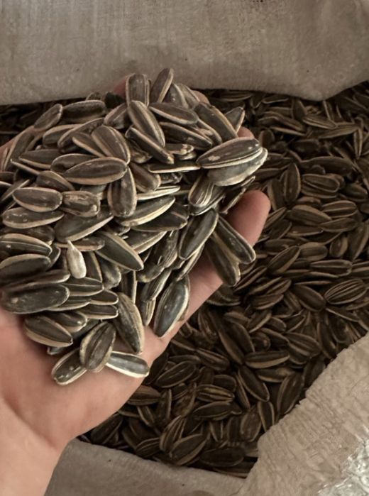 Семечка, пісте семечки