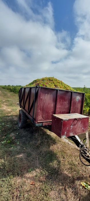 Vând struguri de vin
