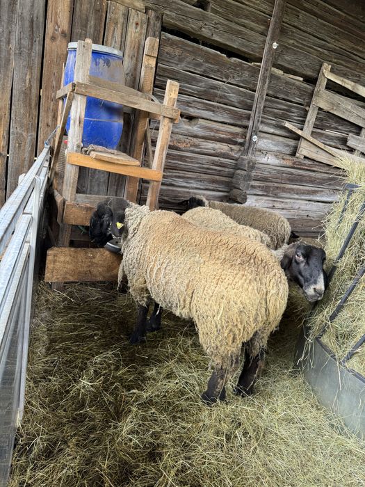 Berbecuti suffolk
