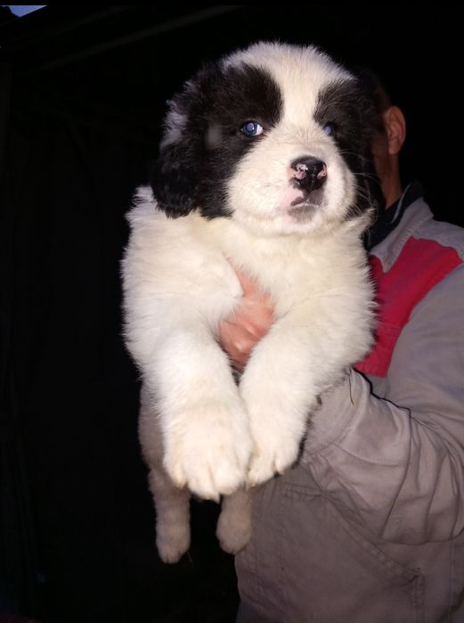 Căței ciobanesti romanesti de bucovina