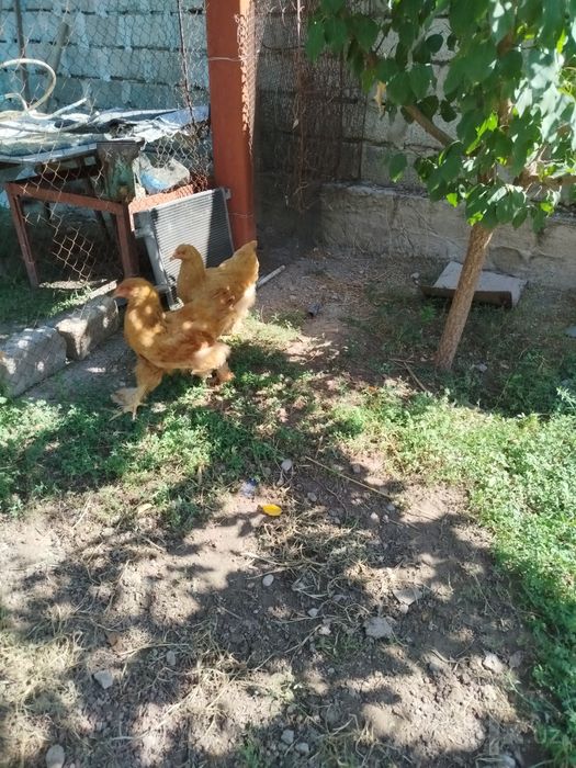 Продажа цыплята брама 3 месяца