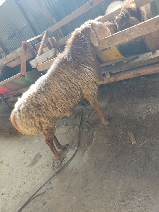Продам кошкара Арашан