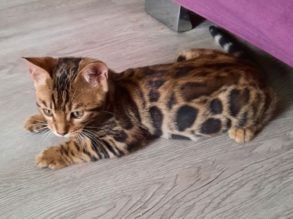 Котята Бенгальской кошки