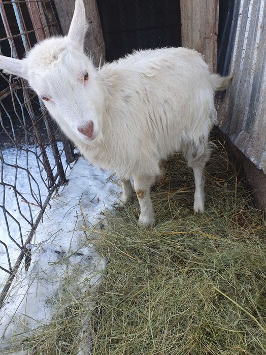Vand iada de sub capra bună