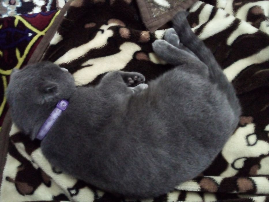 Yirtilgan mushukning surati