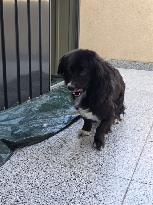 Donez  cațelușă numele ei este aura