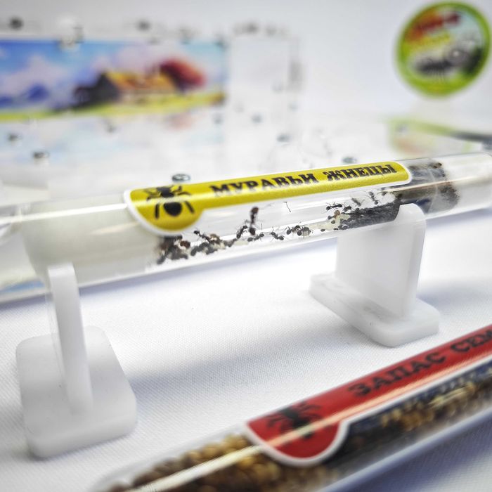 ГИПСО-Акриловый Формикарий "ACE" ||| Муравьиная ферма - Муравьи жнецы