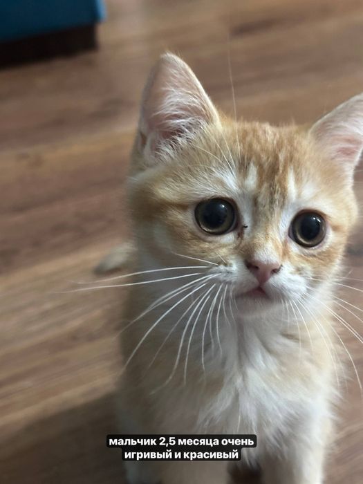 Котенок очень игривый
